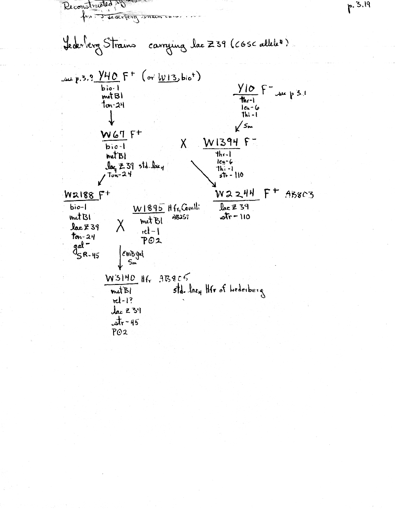 X29 BJBachmann Reconstruction p3.19